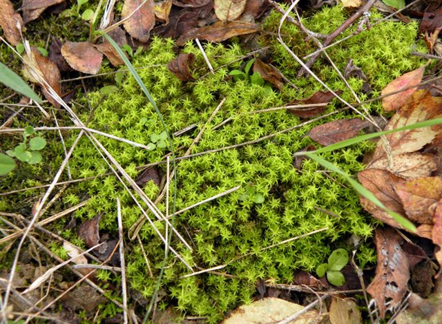 Usando le chiavi di Dryades: Rhodobryum ontariense?